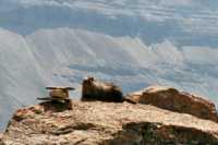 A Marmot Perch with a view